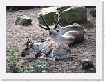 Dierentuin Burgers  Zoo 008 * 3648 x 2736 * (6.05MB)